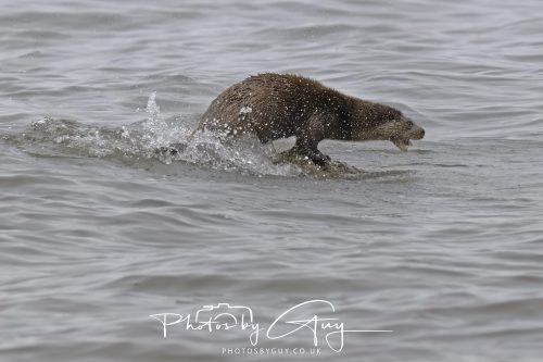 12 October 2026 - Kildonan area, Isle of Arran, Scotland - Otter
