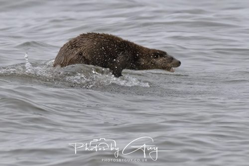 12 October 2026 - Kildonan area, Isle of Arran, Scotland - Otter
