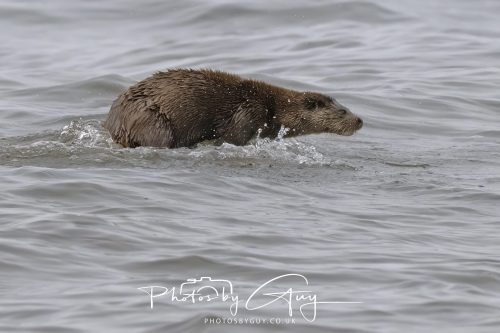 12 October 2026 - Kildonan area, Isle of Arran, Scotland - Otter