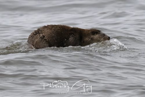 12 October 2026 - Kildonan area, Isle of Arran, Scotland - Otter