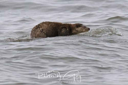 12 October 2026 - Kildonan area, Isle of Arran, Scotland - Otter