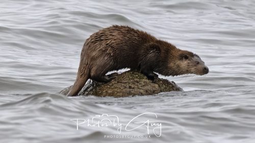 12 October 2026 - Kildonan area, Isle of Arran, Scotland - Otter