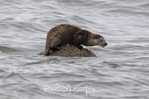 12 October 2026 - Kildonan area, Isle of Arran, Scotland - Otter