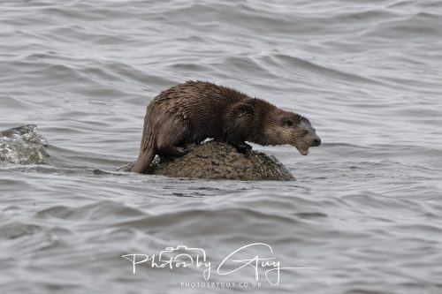 12 October 2026 - Kildonan area, Isle of Arran, Scotland - Otter