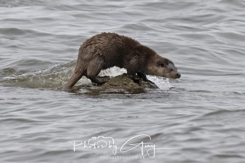 12 October 2026 - Kildonan area, Isle of Arran, Scotland - Otter