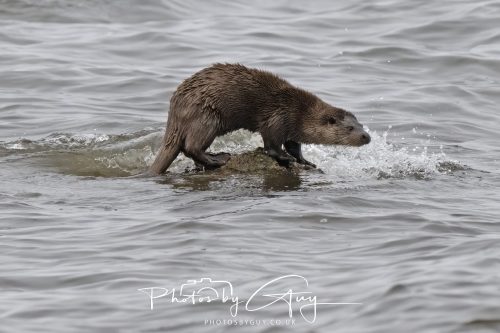 12 October 2026 - Kildonan area, Isle of Arran, Scotland - Otter