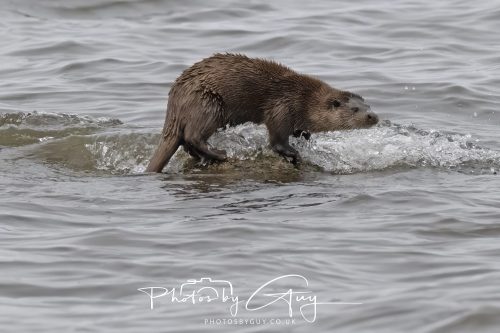 12 October 2026 - Kildonan area, Isle of Arran, Scotland - Otter