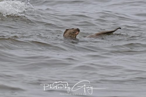 12 October 2026 - Kildonan area, Isle of Arran, Scotland - Otter