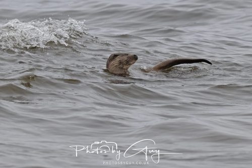 12 October 2026 - Kildonan area, Isle of Arran, Scotland - Otter