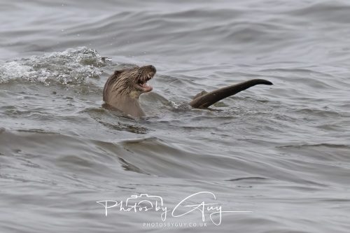12 October 2026 - Kildonan area, Isle of Arran, Scotland - Otter