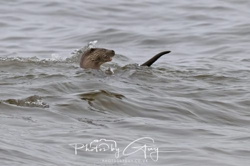 12 October 2026 - Kildonan area, Isle of Arran, Scotland - Otter