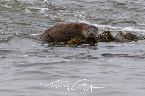 12 October 2026 - Kildonan area, Isle of Arran, Scotland - Otter
