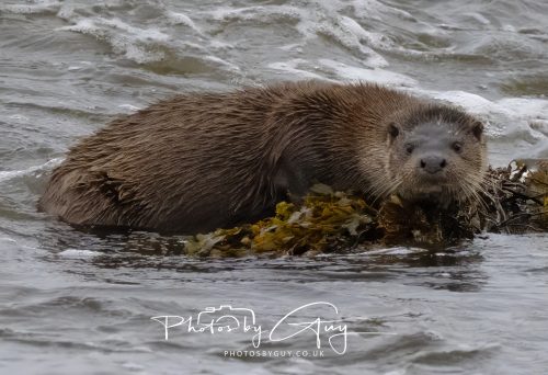 12 October 2026 - Kildonan area, Isle of Arran, Scotland - Otter
