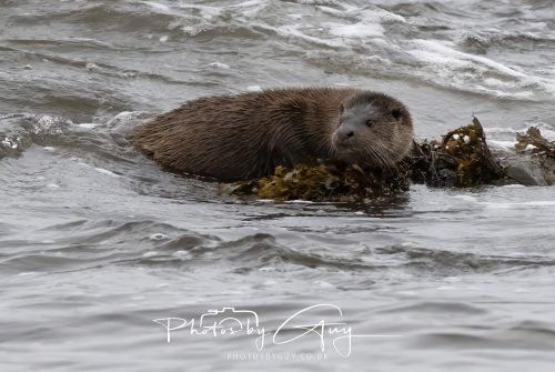 12 October 2026 - Kildonan area, Isle of Arran, Scotland - Otter