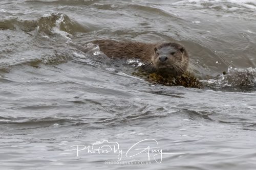 12 October 2026 - Kildonan area, Isle of Arran, Scotland - Otter
