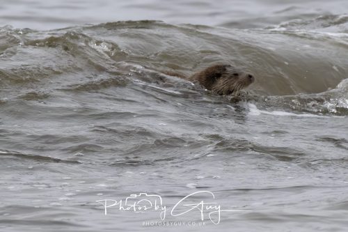 12 October 2026 - Kildonan area, Isle of Arran, Scotland - Otter