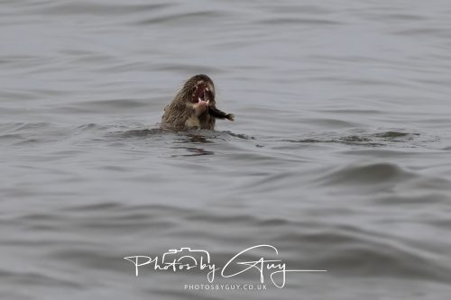 12 October 2026 - Kildonan area, Isle of Arran, Scotland - Otter