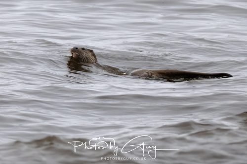 12 October 2026 - Kildonan area, Isle of Arran, Scotland - Otter