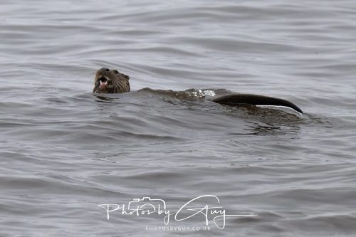 12 October 2026 - Kildonan area, Isle of Arran, Scotland - Otter