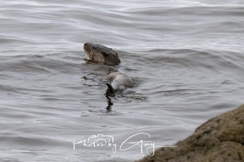 12 October 2026 - Kildonan area, Isle of Arran, Scotland - Otter