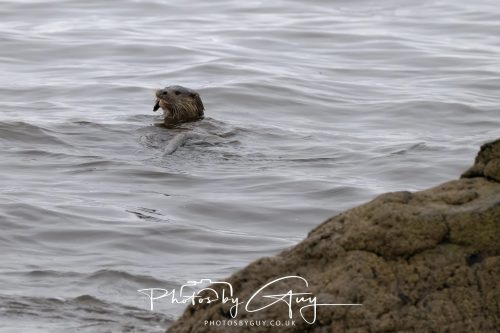 12 October 2026 - Kildonan area, Isle of Arran, Scotland - Otter