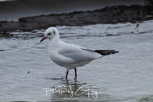 12 October 2026 - Kildonan area, Isle of Arran, Scotland - Black Headed Gull