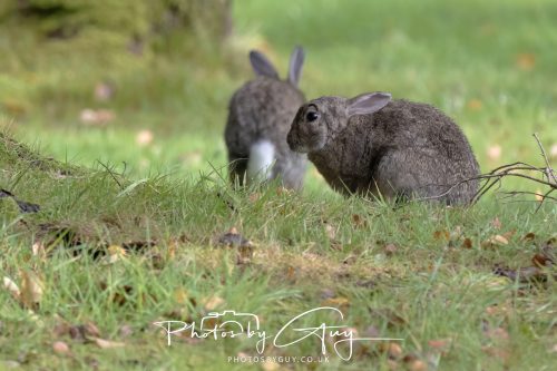 13 October 2026 - Kingscross, Arran, Scotland - Rabbits