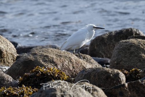 13 October 2026 - corrie, Arran, Scotland -Little Egret
