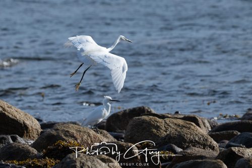 13 October 2026 - corrie, Arran, Scotland -Little Egret