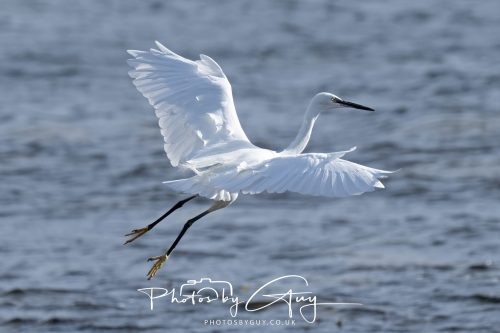 13 October 2026 - corrie, Arran, Scotland -Little Egret
