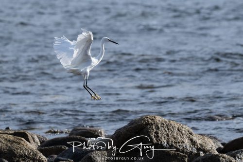 13 October 2026 - corrie, Arran, Scotland -Little Egret