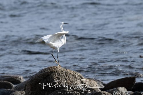 13 October 2026 - corrie, Arran, Scotland -Little Egret