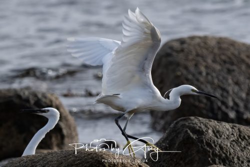 13 October 2026 - corrie, Arran, Scotland -Little Egret