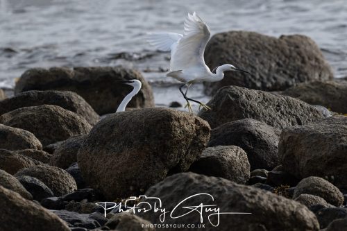 13 October 2026 - corrie, Arran, Scotland -Little Egret