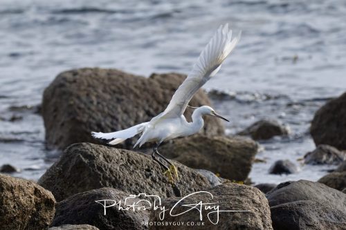 13 October 2026 - corrie, Arran, Scotland -Little Egret