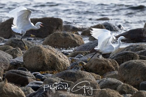 13 October 2026 - corrie, Arran, Scotland -Little Egret