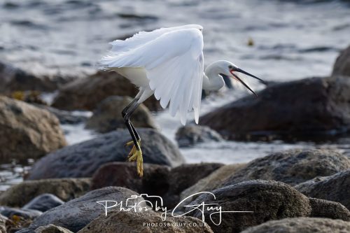 13 October 2026 - corrie, Arran, Scotland -Little Egret