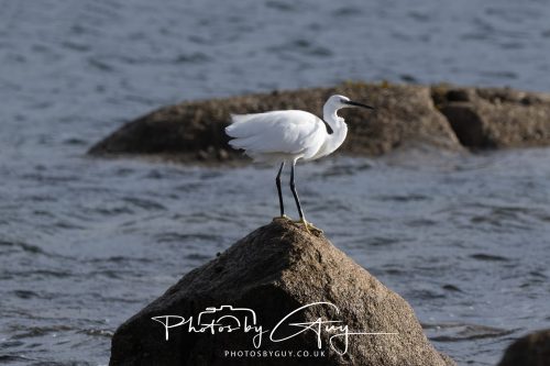 13 October 2026 - corrie, Arran, Scotland -Little Egret