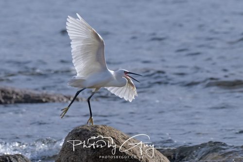 13 October 2026 - corrie, Arran, Scotland -Little Egret