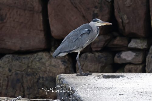 13 October 2026 - corrie, Arran, Scotland -Grey Heron
