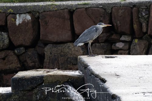 13 October 2026 - corrie, Arran, Scotland -Grey Heron