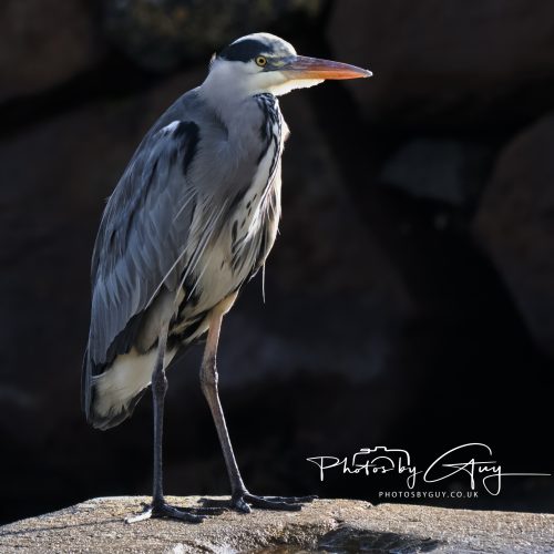 13 October 2026 - corrie, Arran, Scotland -Grey Heron