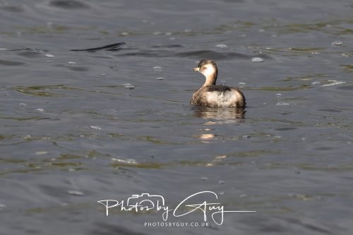 13 October 2026 - Lochranza, Arran, Scotland -Little Grebe