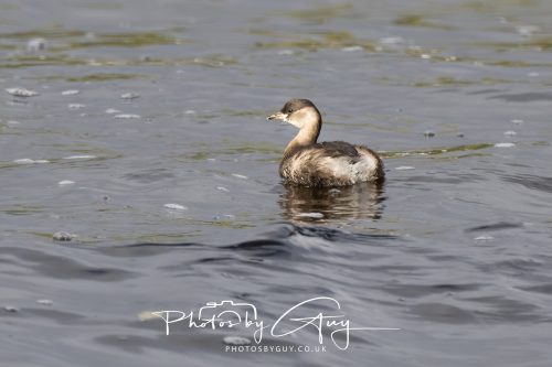 13 October 2026 - Lochranza, Arran, Scotland -Little Grebe