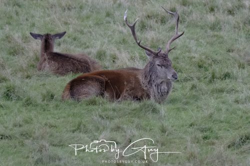 13 October 2026 - Lochranza, Arran, Scotland -Red Deer