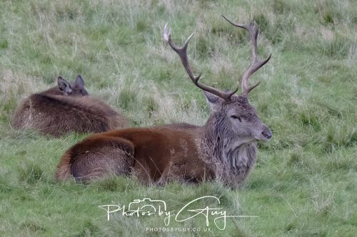 13 October 2026 - Lochranza, Arran, Scotland -Red Deer