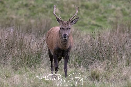 13 October 2026 - Lochranza, Arran, Scotland -Red Deer