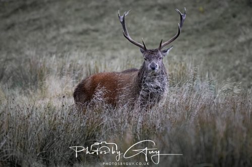14 October 2026 -Lochranza, Isle of Arran - Red Deer Stag