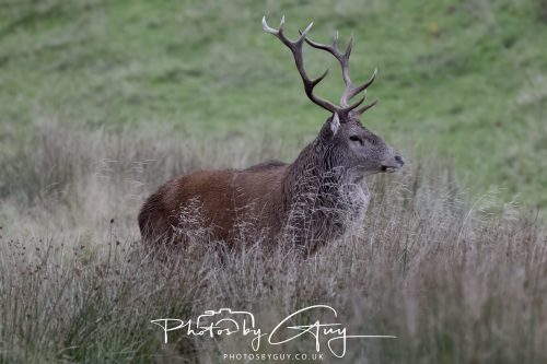 13 October 2026 - Lochranza, Arran, Scotland -Red Deer