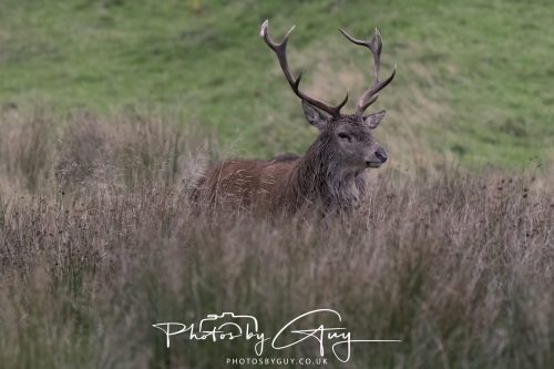 13 October 2026 - Lochranza, Arran, Scotland -Red Deer